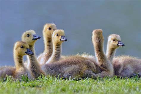 Image result for Processing Geese