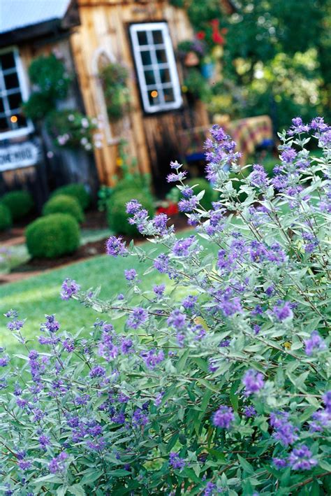 13 Summer-Flowering Shrubs That Are Super Easy to Grow