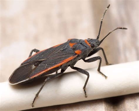 46 Black And Red Bugs in The United States (with Pictures)