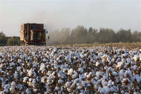 Photos Chine : récolte du coton à Xayar dans le Xinjiang — Chine ...