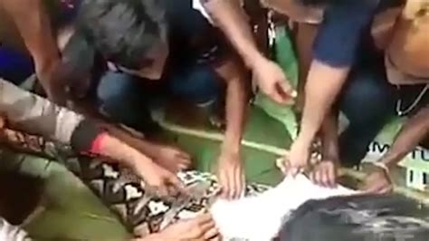 Image result for Humans Cut Out of Python