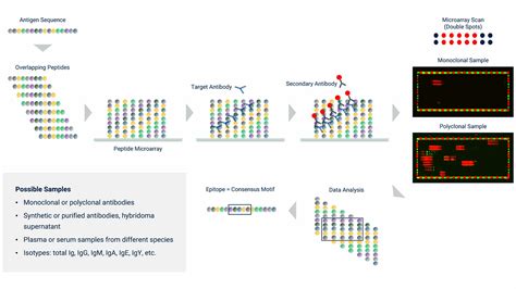 Image result for Epitope Mapping