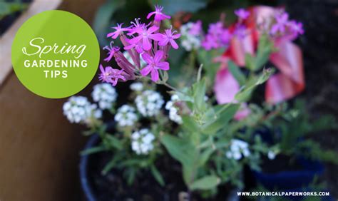 Image result for Spring Gardening Tips