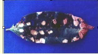 Leaf miner cinnamom damage