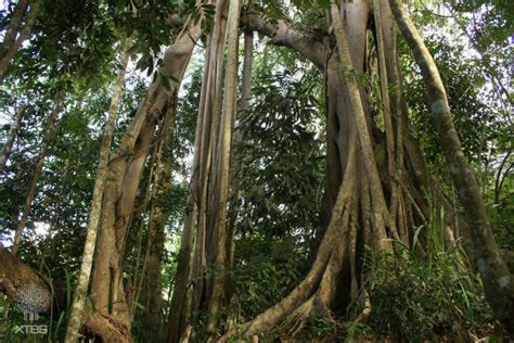中科院西双版纳热带植物园旅游景点真实照片(3)_配图网