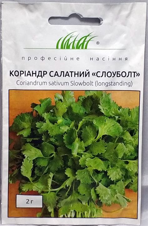 Кориандр (Кинза): когда и как сажать, выращивание из семян, посадка и ...