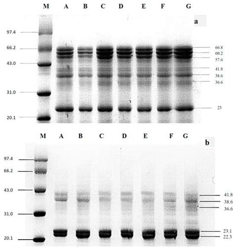 Enhancing Functional Properties and Protein Structure of Almond Protein ...