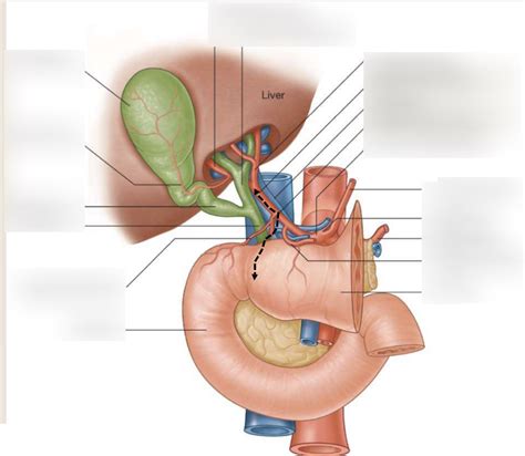Image result for Hepatic Function
