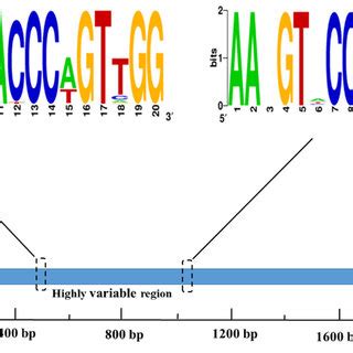 WebLogo 的图像结果