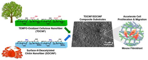 Combination of Polysaccharide Nanofibers Derived from Cellulose and ...