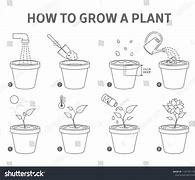 plant out 的图像结果