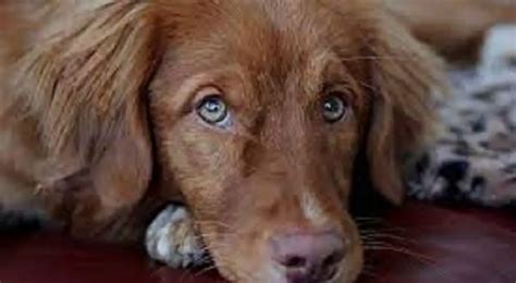 Image result for Labrador Retrievers Good Guarding Dogs