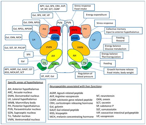 The Role of Hypothalamic Neuropeptides in Regulation of Liver Functions in Health and Disease