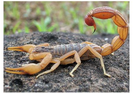 贺兰山近2000人组团抓蝎子，每天几百斤！暴利下面隐藏什么危机？