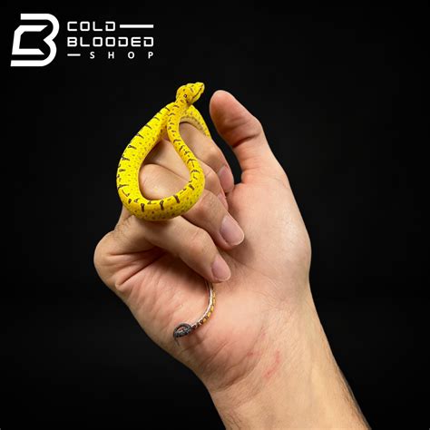 Image result for Manokwari Green Tree Python