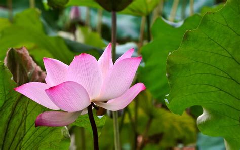 Kunming Weather in June, Kunming Temperature in June