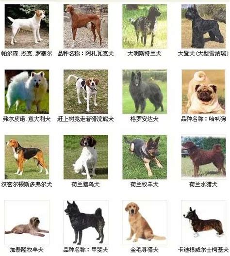 100多种名犬排行,常见宠物犬20种,100种名犬图片及名字_大山谷图库