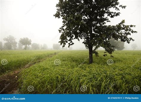 Asia Rice Paddy's And Rice Production Green Growing Rice In Tropical ...