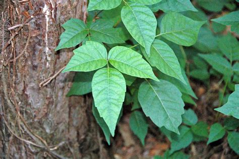 How to Recognize and Avoid Poison Ivy: Three Sayings to Remember ...