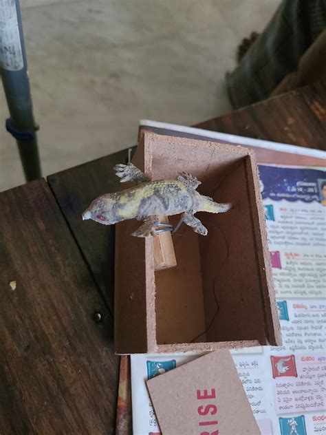 Buy BITONA 1 pc Lizard Wooden Surprise Box Prank Toy Wooden Box ...
