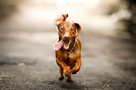 Dog and Cat Zoomies: Why They Happen and What to Do | Bowman Veterinary Hospital | Bowman ...