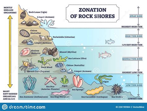 Zoneamento De Costas Rochosas Com Espécies Subaquáticas E Diagrama ...
