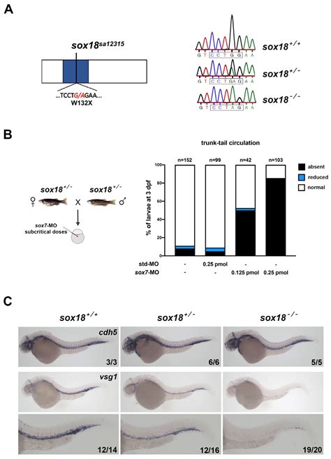 Lymphatic Defects in Zebrafish sox18 Mutants Are Exacerbated by ...