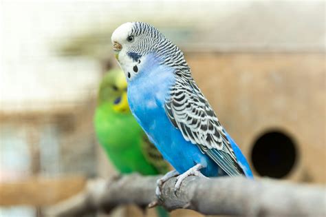 Image result for How Do You Make Nesting Box for Parakeets