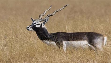 Blackbuck National Park - How To Reach, Entry Fee, Tips 2025