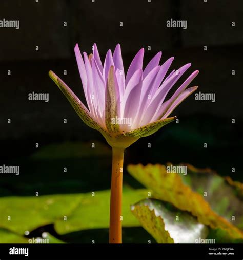 Water Lilies at Mt Coot-Tha Library "Frog Ponds Stock Photo - Alamy