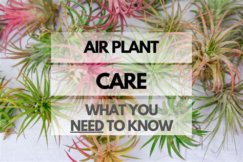 Air Plant Care 101 的图像结果