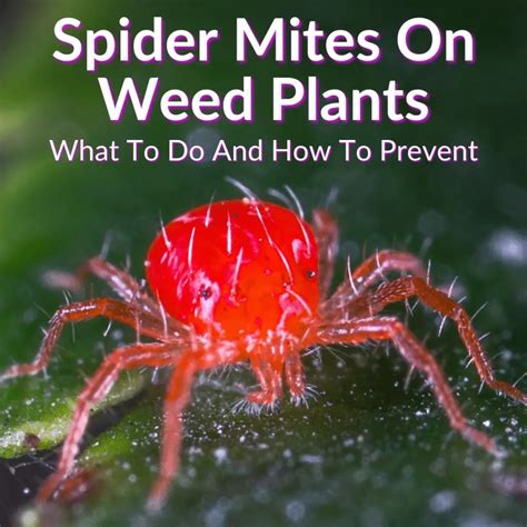 Why Do You Get Spider Mites On Plants at Eric Mullins blog