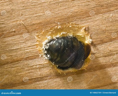 Carpenter Bee Female Digging Nest Hole Stock Image - Image of xylocopa ...