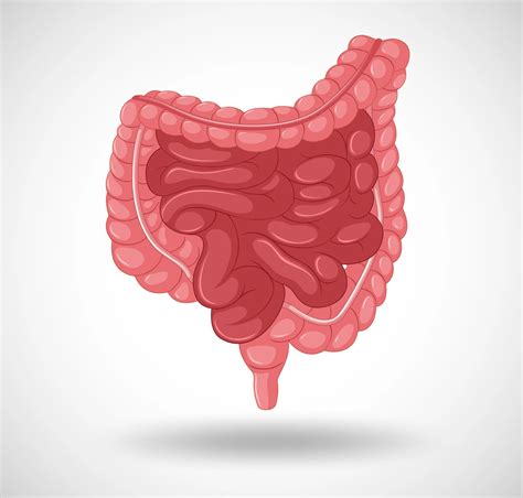 Small Intestine Cancer: Symptoms, Causes & Risk Factors