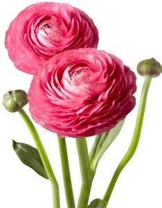 LIVE GREEN Flower Bulbs | Ranunculus Pink Color | Hybrid Bulbs | Superb ...