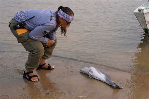 Dolphins dying again in Amazon lake made shallow by drought | Reuters