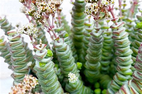 Types Of Succulent Houseplants
