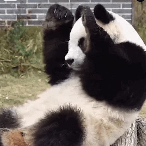 Image result for Pandas Library Python Application