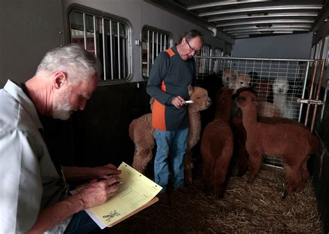 Michigan Alpaca Fest hosts 25th competition at Allegan Co. Fairgrounds