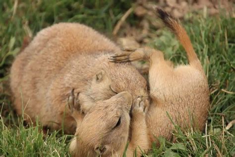 Image result for Domesticated Prairie Dogs