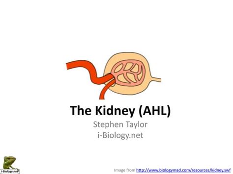 Image result for Kidney Tutorial