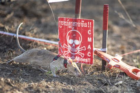 African pouched rat wins Guinness World Records for mine detection ...