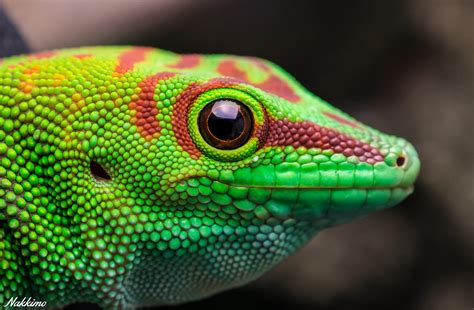 Madagascar Giant Day Gecko by nakkimo on DeviantArt