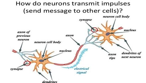 How Nerves Transmit Impulses