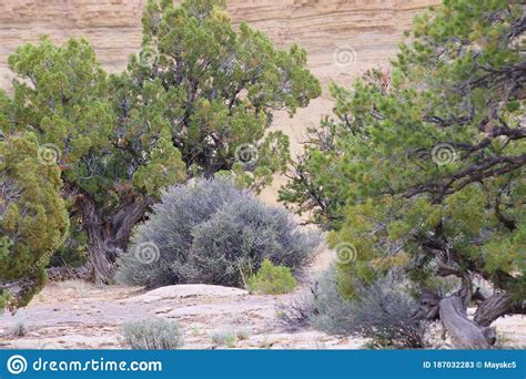 Opposing Bushes Appearing To Fit Together Stock Image - Image of desert ...
