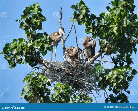 Three Baby Blue Heron Birds in a Nest in a Treetop Stock Photo - Image ...