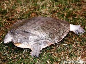 Madhya Pradesh State Biodiversity Board