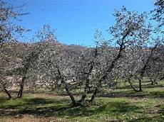 potatura olivo a vaso policonico vita nel verde 2016 potatura olivo a vaso policonico vita nel verde 2016