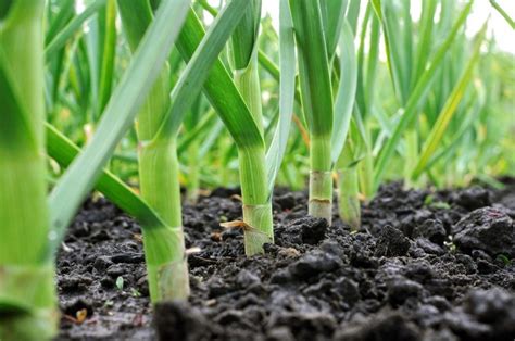 Image result for Planting Spring Garlic