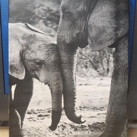 Image result for Using Imag R